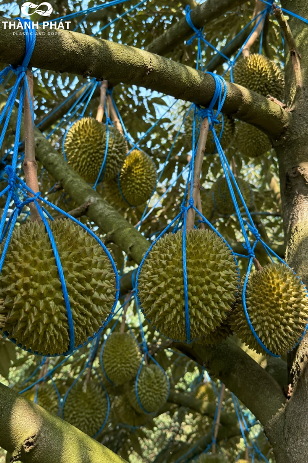 Dây thừng nông nghiệp Thành Phát